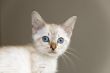 Kitten