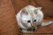 Kitten