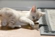 Kitten