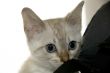 Kitten