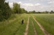 Dog in a field