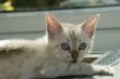 Kitten