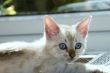 Kitten