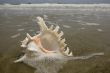 Mussel on the beach