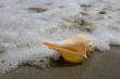 Mussel on the beach