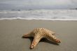 Starfish on the beach