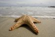 Starfish on the beach