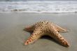 Starfish on the beach