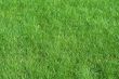 field of summer grass