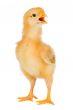 Yellow little chicken