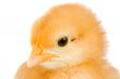 Yellow little chicken