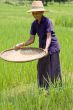 Old asian women sifts rice at the rice-field
