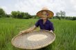 Old asian women sifts rice at the rice-field