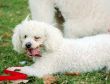 Poodle Dogs