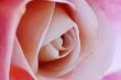 Pink Rose Flower