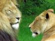 Lion and Lioness
