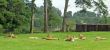 Lionesses