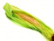 Freshly harvested corn