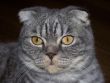 Scottish cat