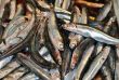 Fresh  anchovies