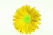 Tropical Flowers Background