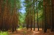 winding path