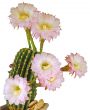 Cactus flower