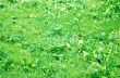  grass