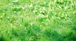  grass