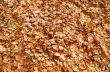 texture of autumn dry leaves