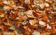 texture of autumn dry leaves