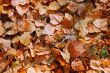texture of autumn dry leaves