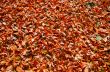 texture of autumn dry leaves