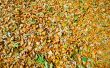 texture of autumn dry leaves