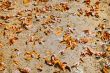 texture of autumn dry leaves