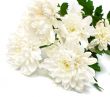 white flowers