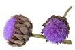 artichoke