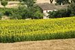 Marche (Italy) - Farm