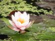 flower Lotus