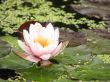 flower Lotus
