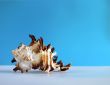 Interesting sea shell