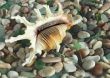 Sea shell on pebble