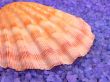 Sea shell on spa salt