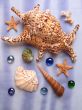 Sea shells