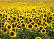 Sunflower field