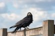 Crow