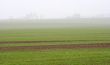 Fog
