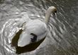 Swan