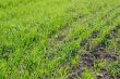 Field