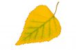 Yellow leaf on white background